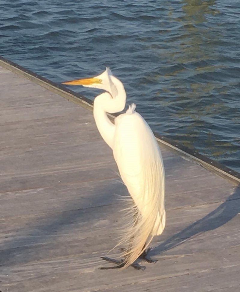 Great Egret at Hilton Head Island