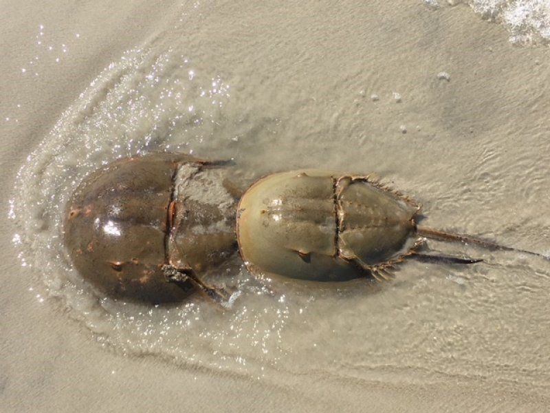 Horshoe crabs at hilton head