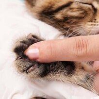 Cat Nail - Nail Clipping in Bethlehem, PA Cat Nail - Nail Clipping in Bethlehem, PA