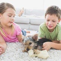 Yorkshire Terrier Puppy Playing - Pet Stores in Bethlehem, PA Yorkshire Terrier Puppy Playing - Pet Stores in Bethlehem, PA