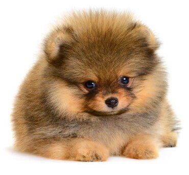 Pomeranian Puppy - Dog & Cat Grooming & Boarding in Bethlehem, PA Pomeranian Puppy - Dog & Cat Grooming & Boarding in Bethlehem, PA