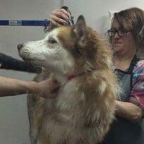 Pet Grooming - Pet Grooming Service in Bethlehem, PA Pet Grooming - Pet Grooming Service in Bethlehem, PA