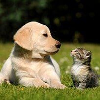 Dog and Cat - Pet Spa in Bethlehem, PA Dog and Cat - Pet Spa in Bethlehem, PA
