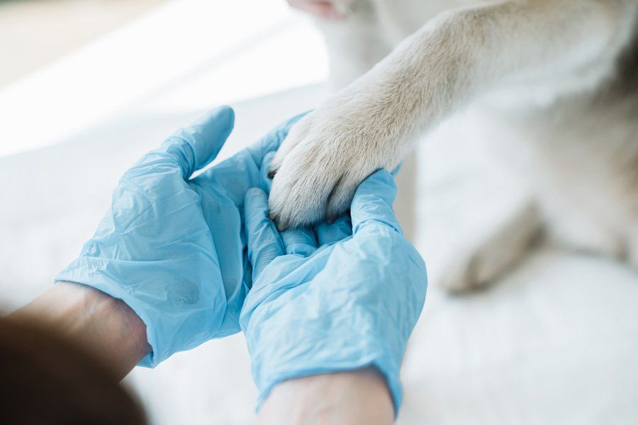 Veterinarian in Latex Gloves Examining Dog Paw — Tucson, AZ — Animal Birth Control of Tucson Inc. Veterinarian in Latex Gloves Examining Dog Paw — Tucson, AZ — Animal Birth Control of Tucson Inc.