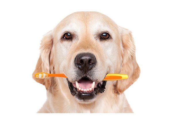 Dental Care