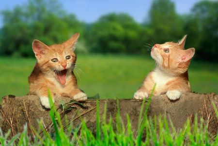 Choose us for reliable a boarding cattery