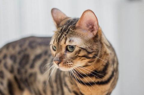 We provide professional care for your cat