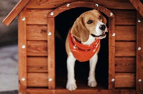 We offer heated and cosy dog kennels