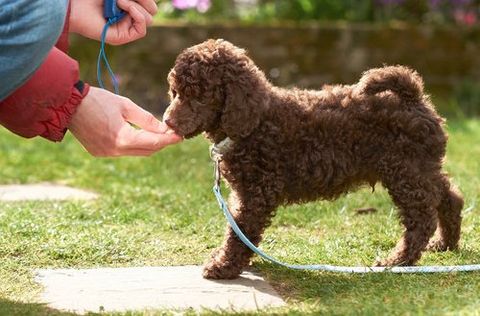 We give your dogs the attention they deserve
