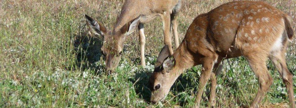 deers eating