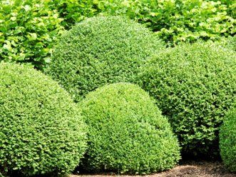 Tree Shaping - Tree Service in Los Angeles, CA