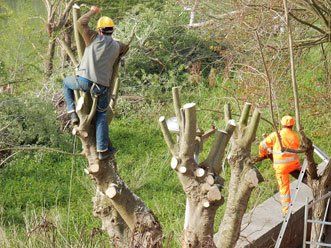 Tree Trimming - Tree Service in Los Angeles, CA