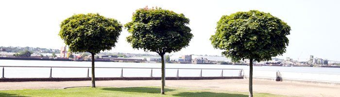 Tree Shaping - Tree Service in Los Angeles, CA