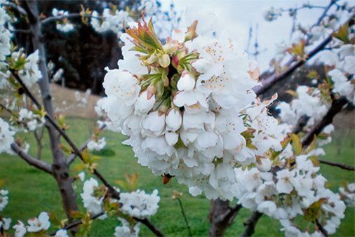 flower