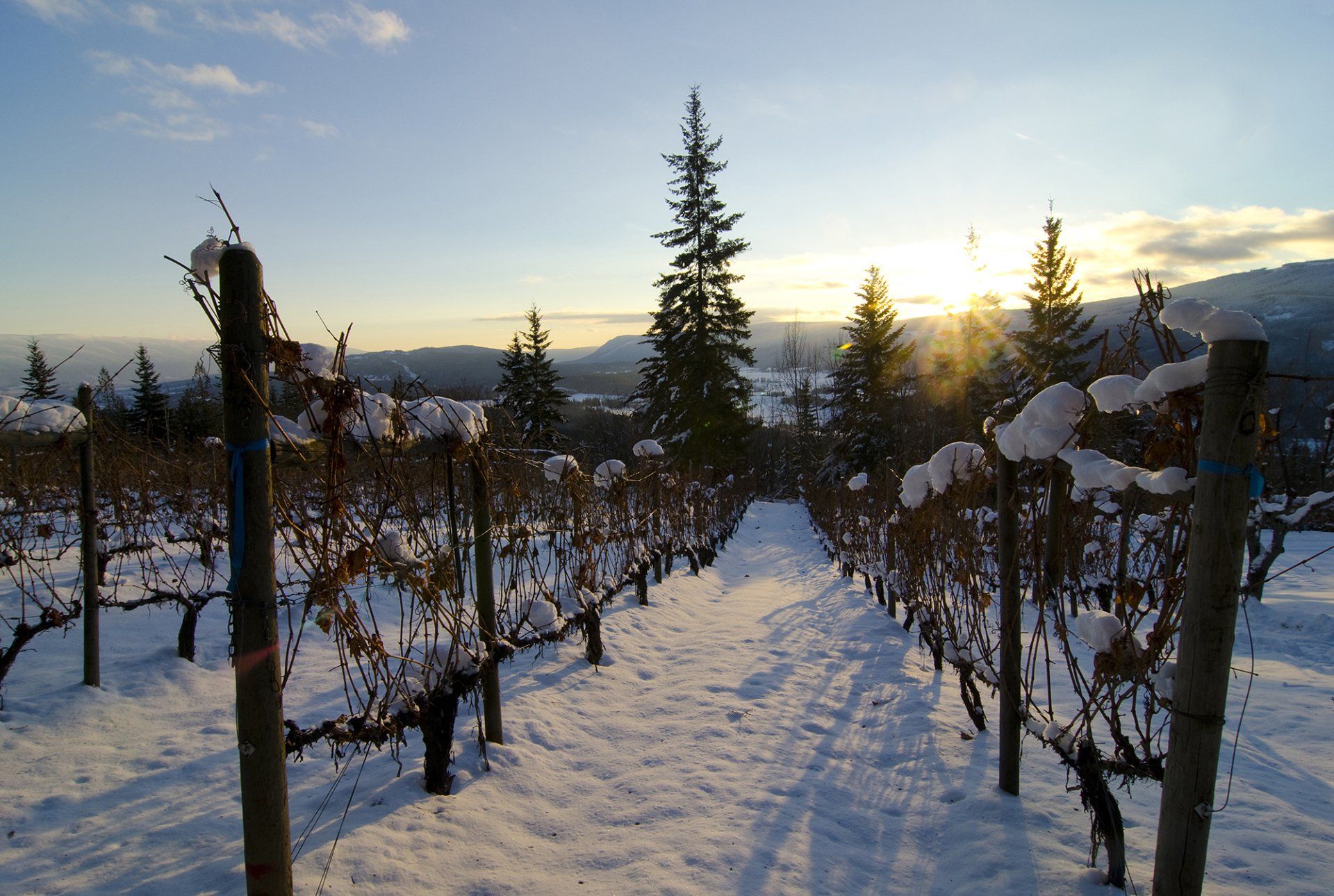 Winery in the winter
