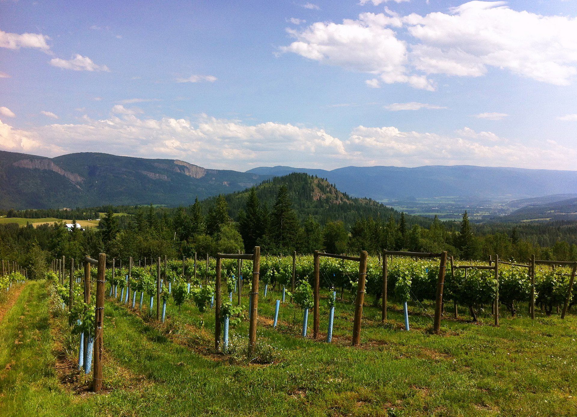 Larch Hills Winery