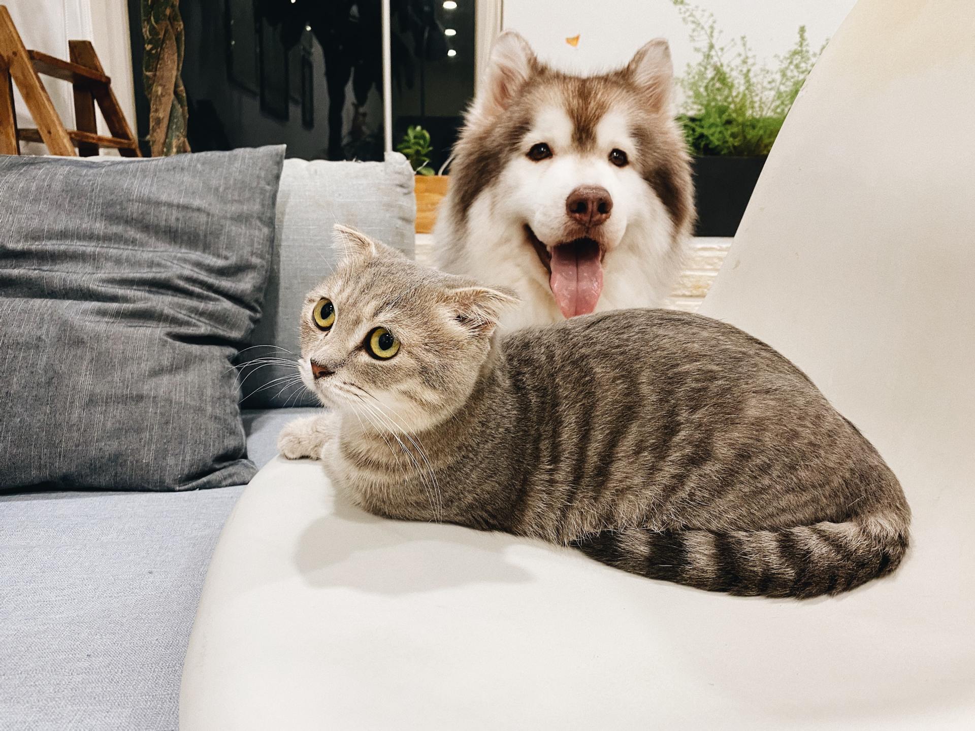 Tabby cat on a white sofa with a fluffy dog sitting behind it outdoors