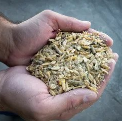 Hands holding a pile of dried grain or seeds against a gray background