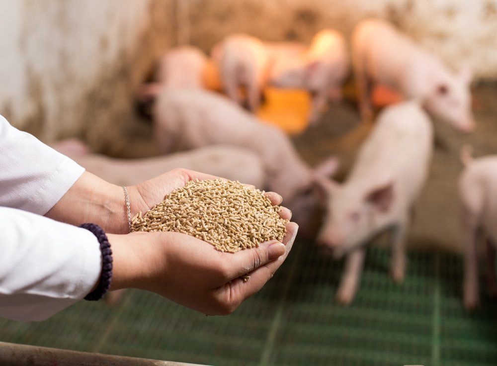 Hands holding feed in front of blurred piglets in a barn