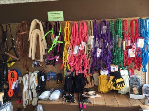 Colorful leashes and pet gear hanging on a shop wall display with assorted harnesses and accessories