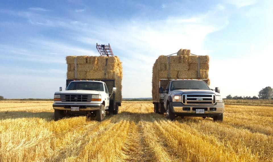 Two white trucks hauling tall hay bales in a golden field under a bright blue sky