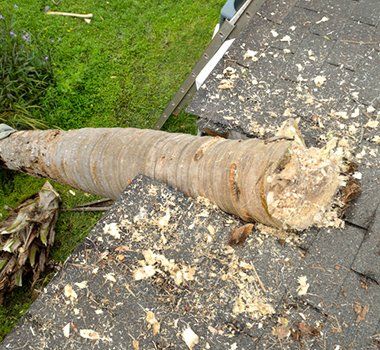 Tree Fallen on the Roof — Millville, NJ — ED Gallagher Jr. Public Adjuster Tree Fallen on the Roof — Millville, NJ — ED Gallagher Jr. Public Adjuster