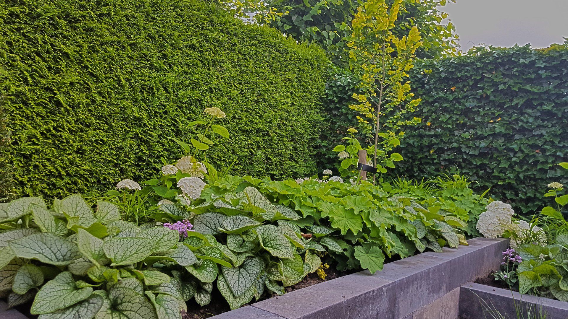 Groene tuin met gelaagde beplanting, begrensd door een betonnen blok, met een strak gesnoeide haag op de achtergrond.