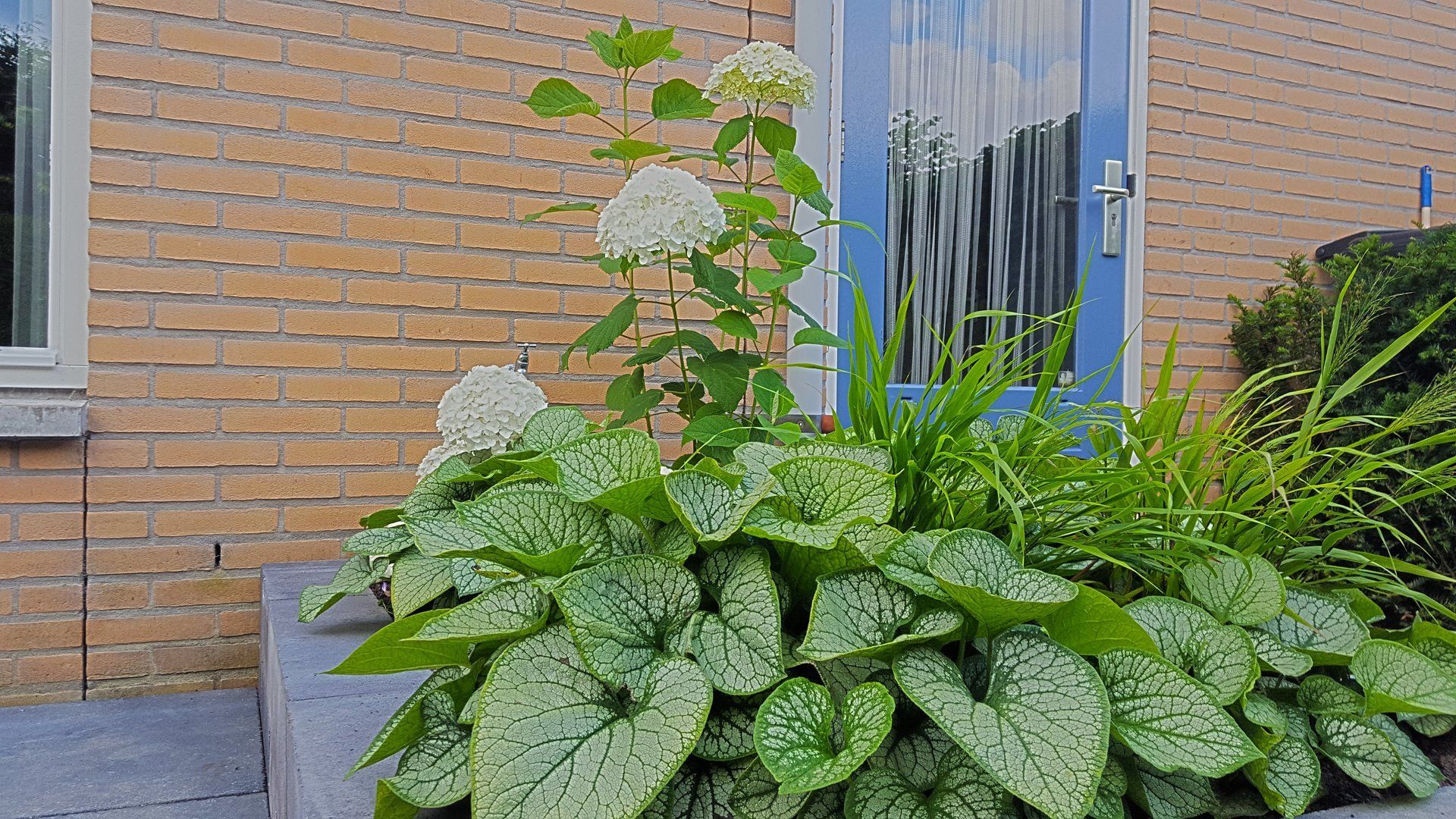 Een bloembed met zilvergrijs gevlekt groen blad, witte hortensia's en hoog gras tegen een bakstenen muur en een blauwe deur.