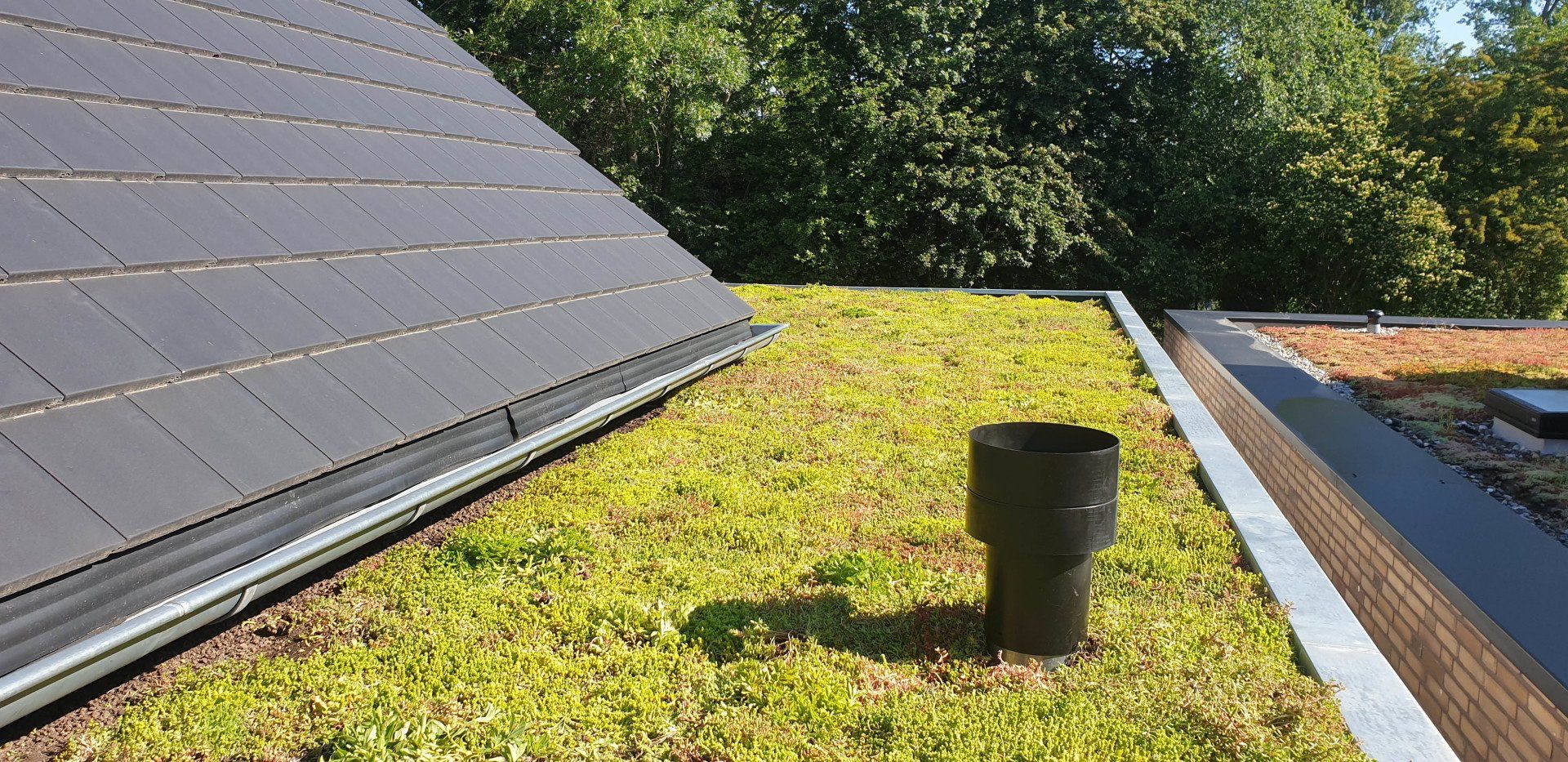 Groen dak met zonnepanelen, zwarte buizen en bomen op de achtergrond.