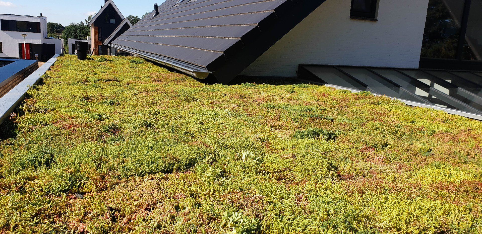Groen dak op een wit huis, bedekt met groene vegetatie. Zwart dak met zonnepanelen.