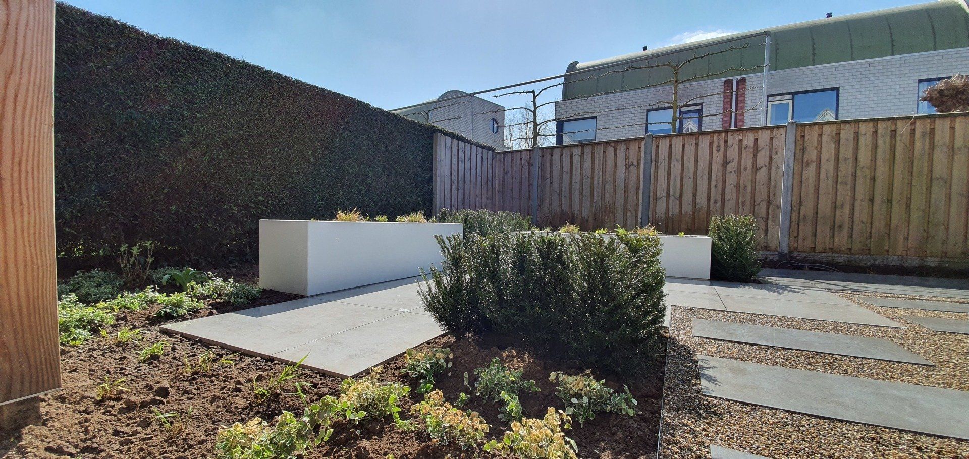 Moderne tuin met vierkante betonnen tegels, witte plantenbakken en een groene haag.