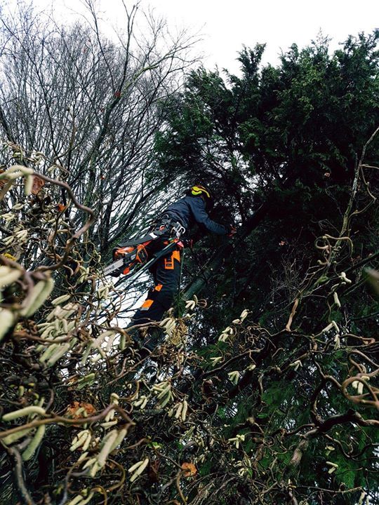 Een boomverzorger snoeit boomtakken met een kettingzaag. Hij draagt ​​veiligheidsuitrusting. Buiten, bewolkte dag.