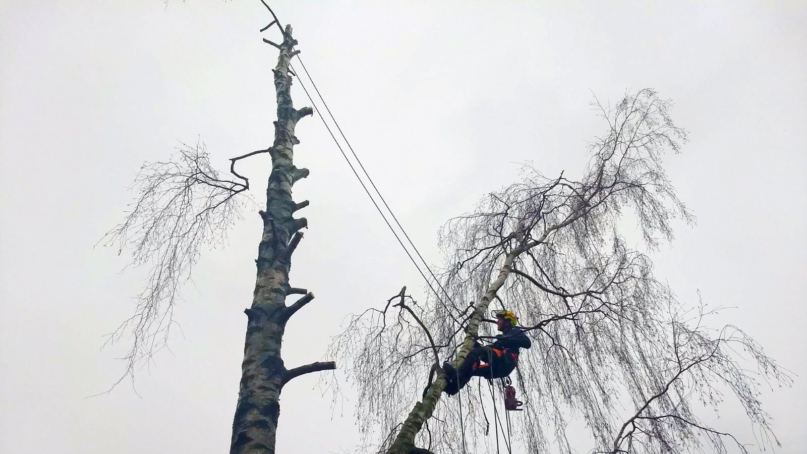 Een boomverzorger in veiligheidsuitrusting snoeit een hoge berk op een bewolkte dag.
