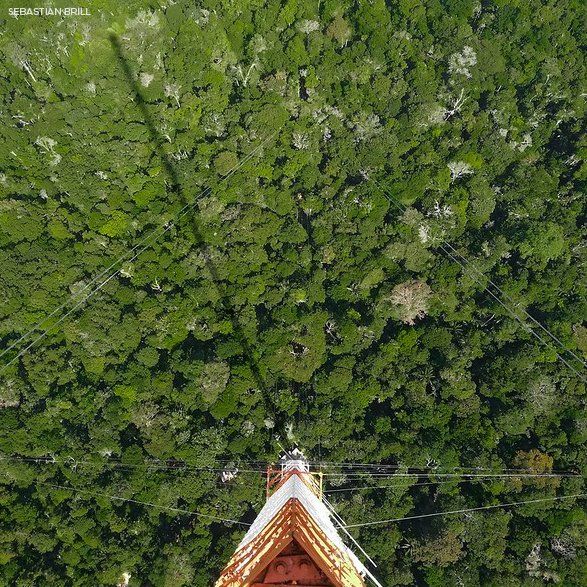 An aerial view of a roof in the middle of a forest.