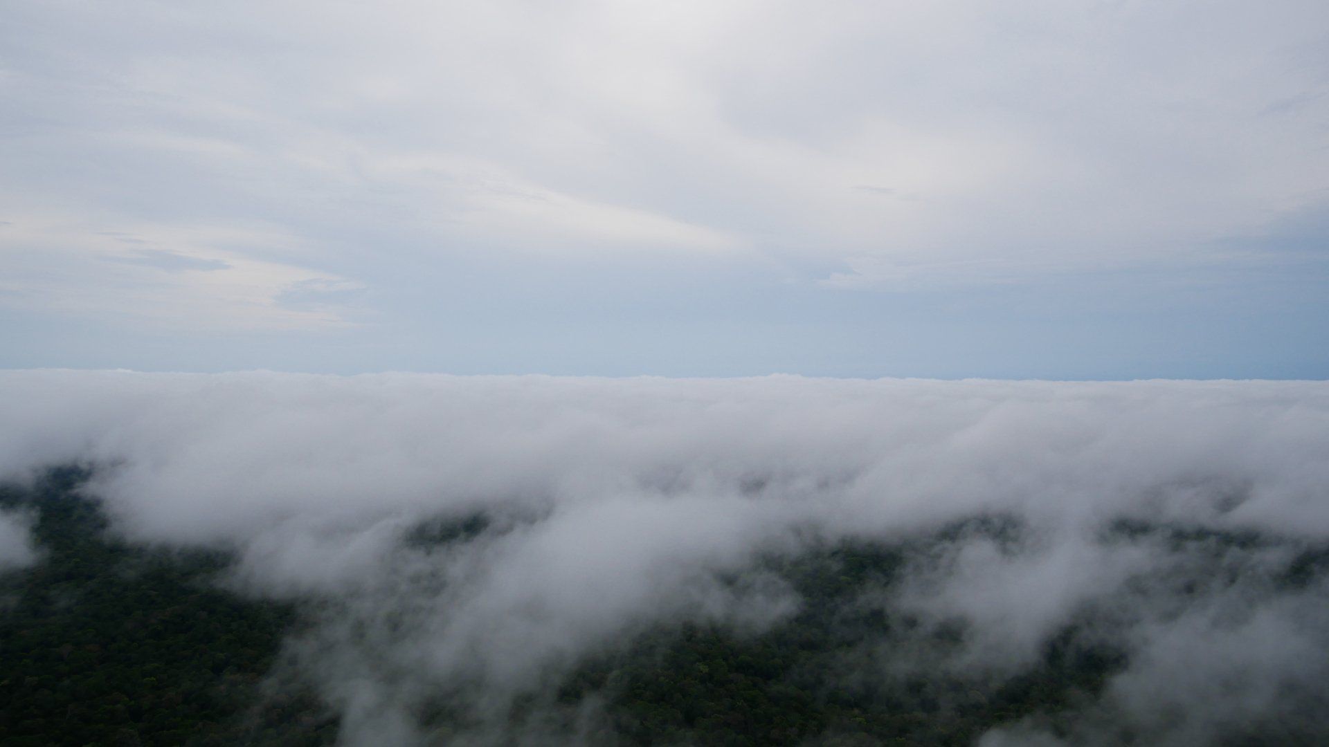 The view of the Amazon Rainforest from the ATTO