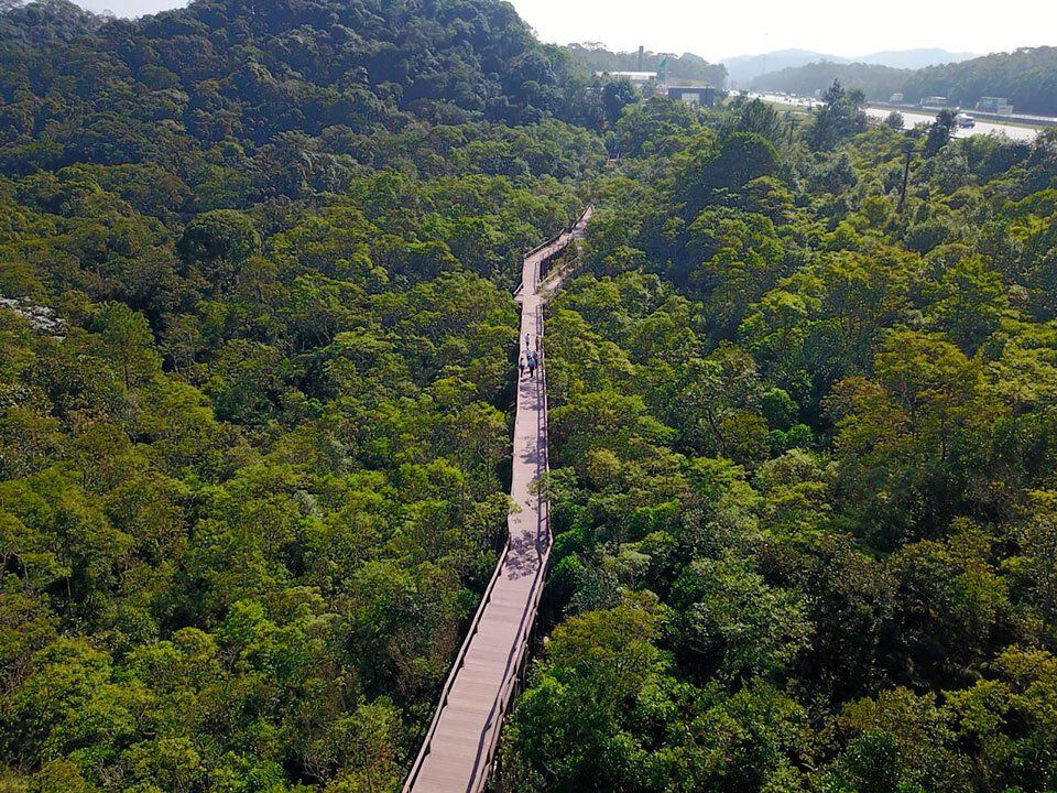 An aerial view of a wooden bridge in the middle of a forest.