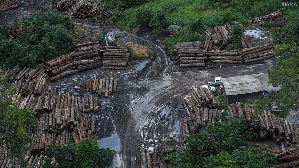 An aerial view of a pile of logs in the middle of a forest.
