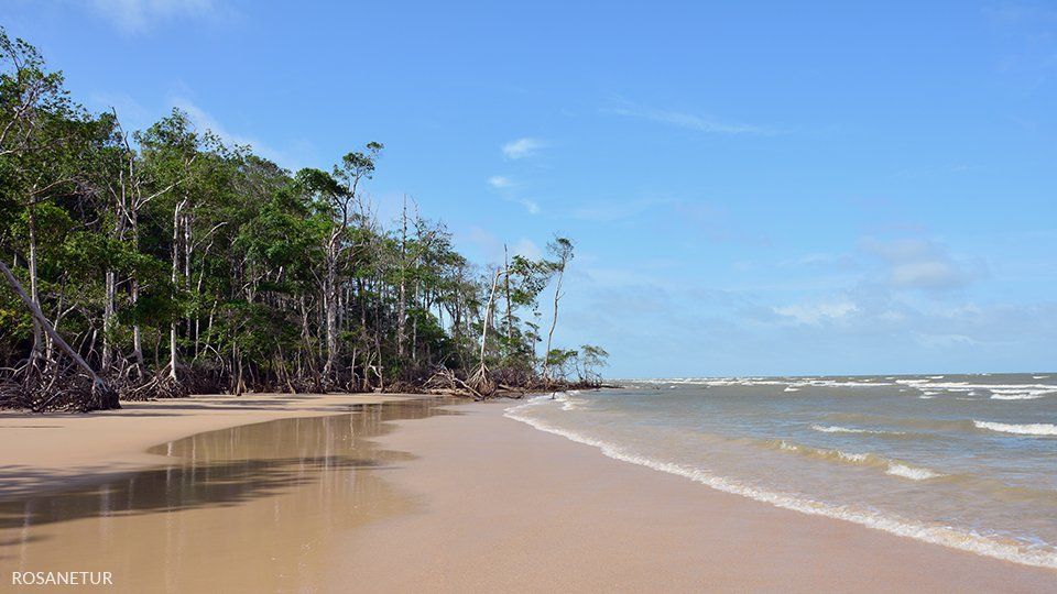 A beach with trees on the shore and a blue sky in the background.