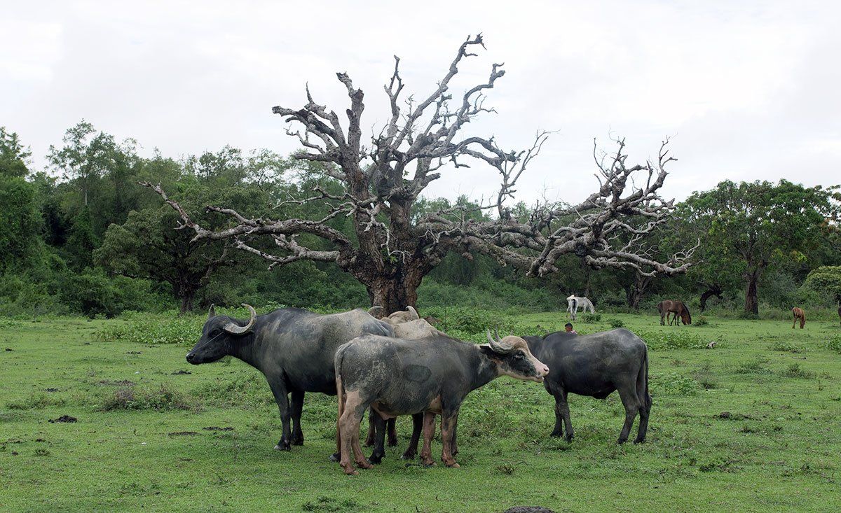 A herd of water buffalo standing in a grassy field.