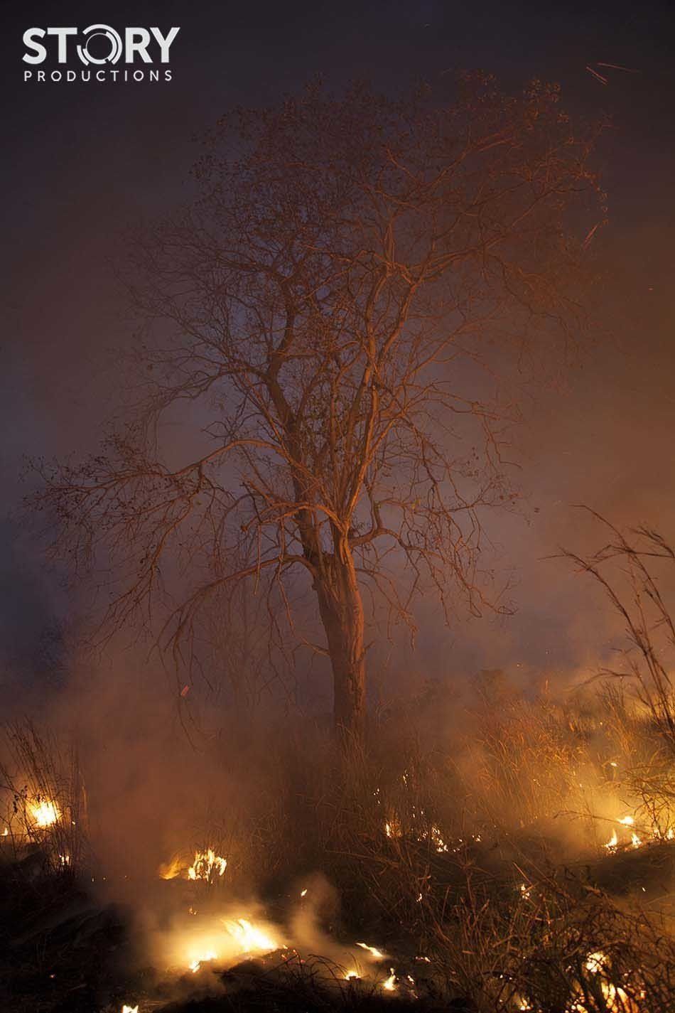 Fuego en el Amazonas