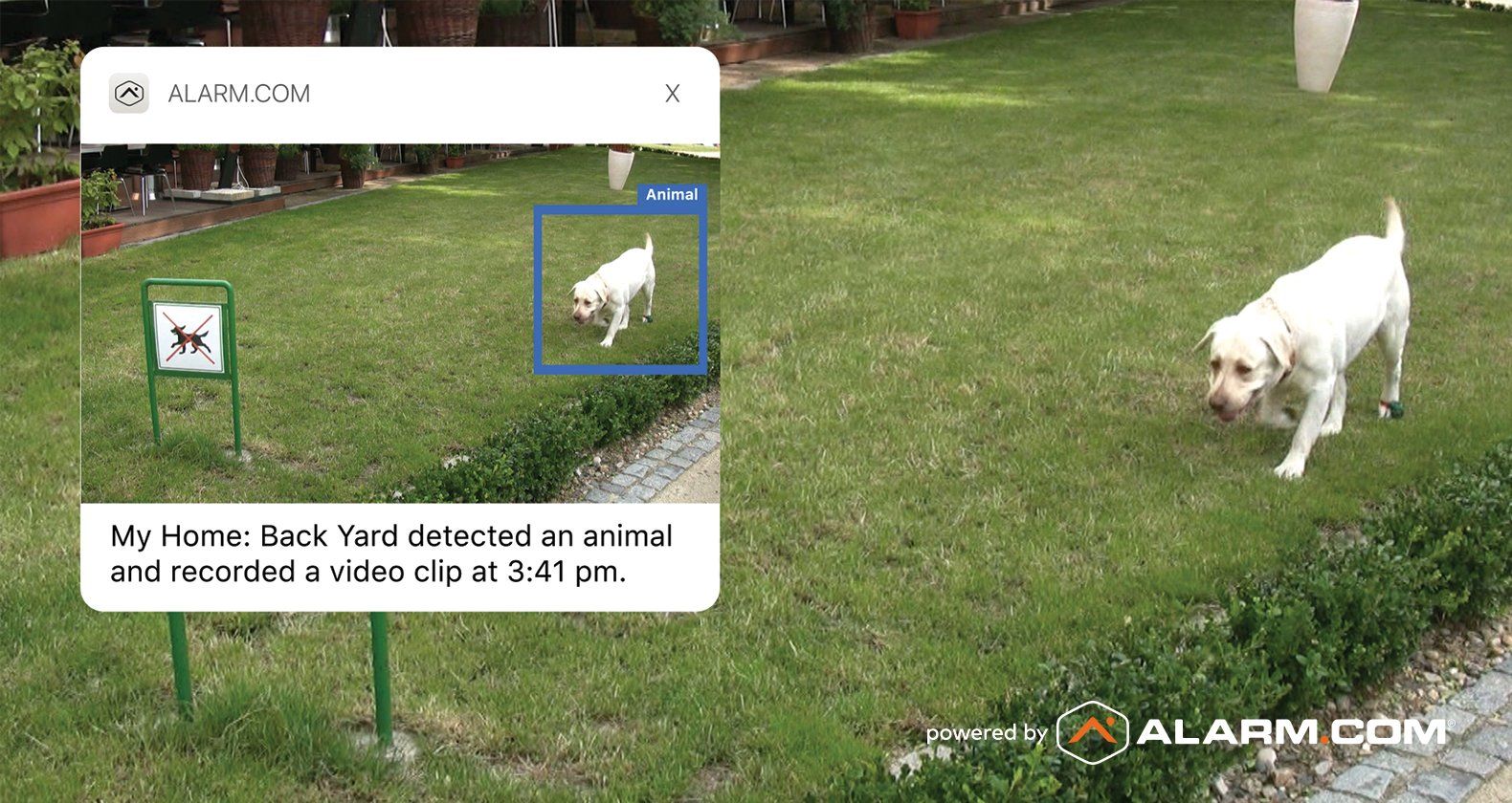 Home Security Camera Dog Surveillance