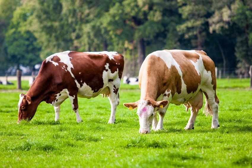 Cow gazing