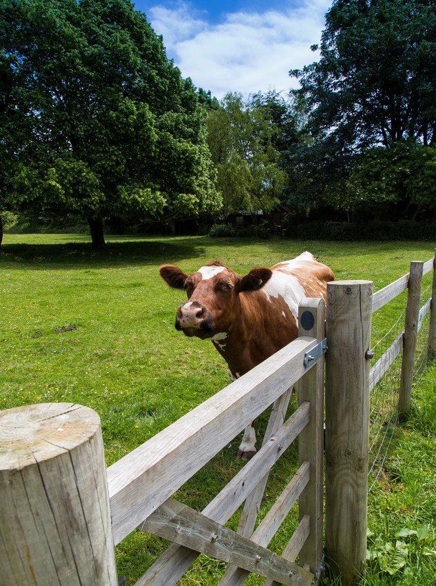 Cow