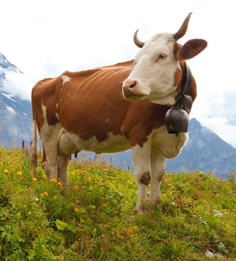 Cow