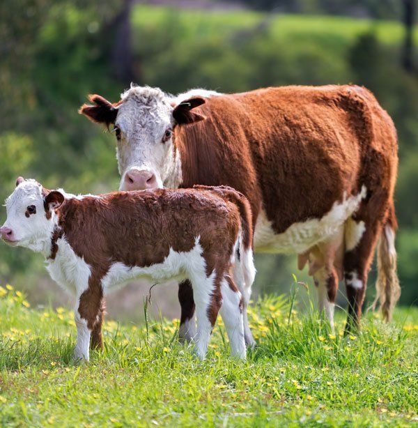 Cow
