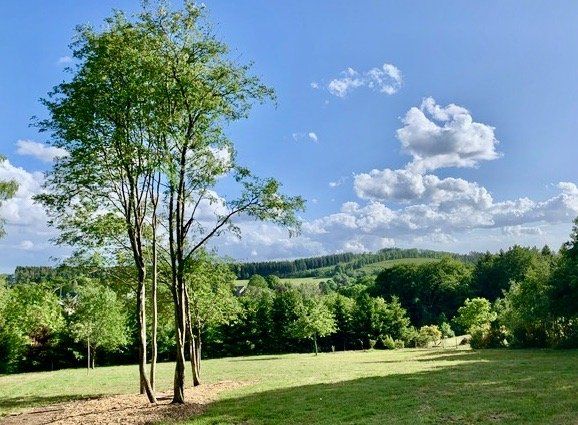 Een weelderig groen veld met bomen op de voorgrond en bergen op de achtergrond.