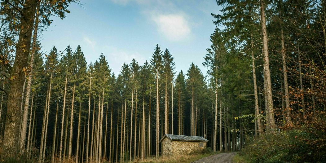 Er staat een kleine hut midden in het bos.