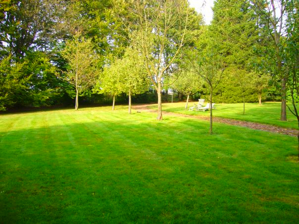 Een weelderig groen gazon met bomen op de achtergrond