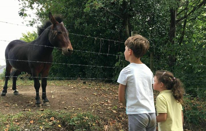 Een jongen en een meisje kijken naar een paard achter een hek.