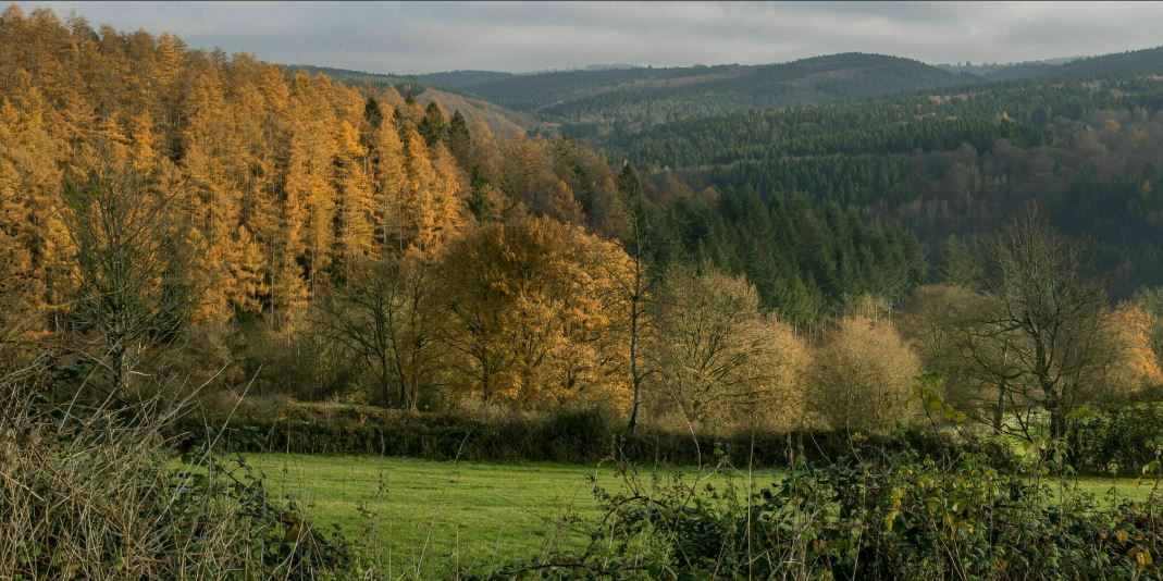Een veld met bomen op de achtergrond en bergen op de achtergrond.